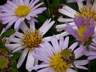 Aster ageratoïdes 'Stardust'