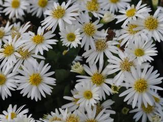 Aster ageratoïdes 'Starshine' ®