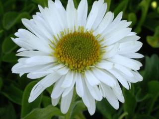 Aster alpinus 'Albus'