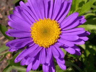 Aster alpinus 'Dunkle Schöne'