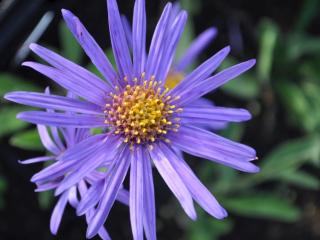 Aster amellus 'Blue King'