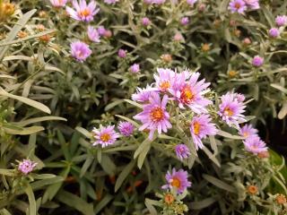 Aster amethystinus 'Freiburg'