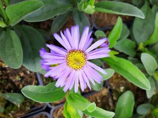 Aster amellus 'Mira'