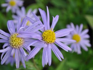 Aster amellus 'Dr.Otto Petschek'