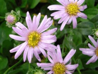 Aster amellus 'Pink Zenith'