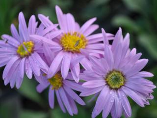 Aster amellus 'Rosa Erfüllung'