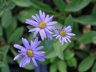 Aster amellus 'Rudolf Goethe'