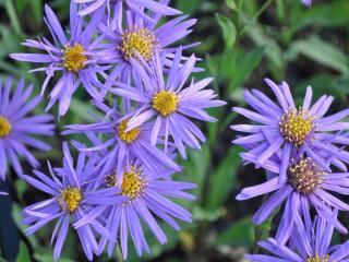 Aster amellus 'Sonora'