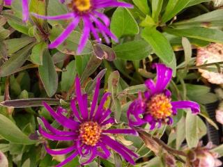 Aster amellus 'Veilchenkönigin