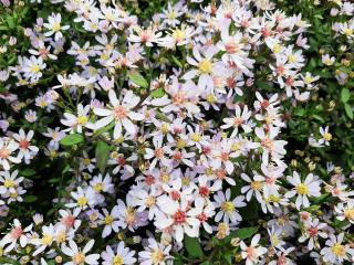 Aster cordifolius 'Blütenregen'