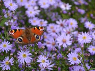 Aster cordifolius 'Little Carlow'