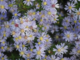 Aster cordifolius 'Photograph'