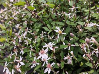 Aster divaricatus 'Beth Chatto'