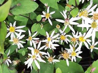 Aster divaricatus 'Tradescant'