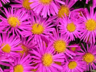 Aster dumosus 'Alice Haslam'