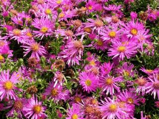 Aster dumosus 'Anneke'