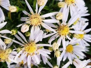 Aster dumosus 'Apollo'