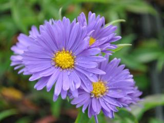 Aster dumosus 'Augenweide'