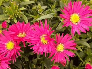 Aster dumosus 'Bahamas'