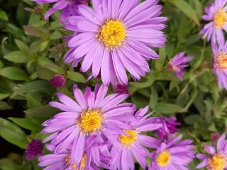 Aster dumosus 'Barbados'