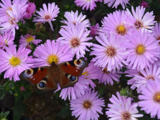 Aster dumosus 'Herbstgruss vom Bresserhof'