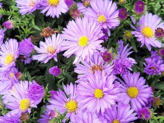 Aster dumosus 'Herbstpürzel'