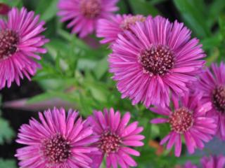 Aster dumosus 'Jenny'