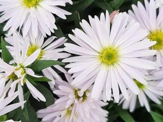 Aster dumosus 'Kristina'