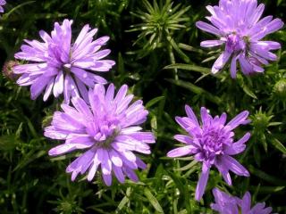 Aster dumosus 'Lady in Blue'