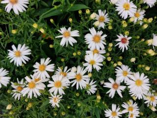 Aster dumosus 'Niobe'