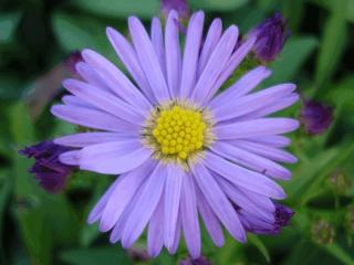 Aster dumosus 'Prof. Anton Kippenberg'