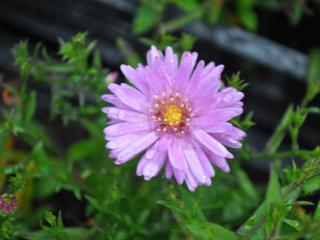 Aster dumosus 'Rosenwichtel'