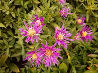 Aster dumosus 'Samoa'