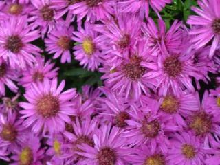 Aster dumosus 'Starlight'