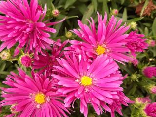 Aster dumosus 'Tonga'