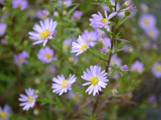 Aster ericoïdes 'Blue Wonder'