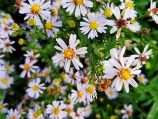 Aster ericoïdes 'Erlkönig'