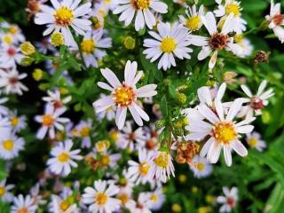 Aster ericoïdes 'Erlkönig'