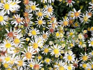 Aster ericoïdes 'Golden Spray'