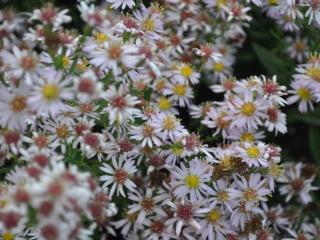 Aster ericoïdes 'Pink Cloud'