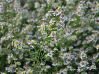 Aster ericoïdes 'Weisser Zwerg'