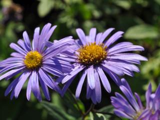 Aster frikartii 'Jungfrau'