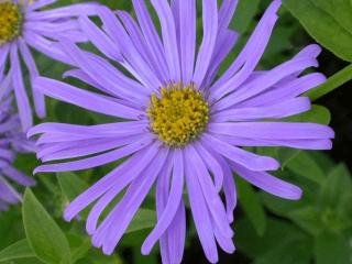 Aster frikartii 'Mönch'