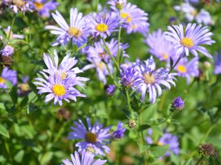 Aster frikartii 'Mönch'