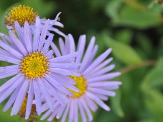 Aster frikartii 'Wunder von Stäfa'