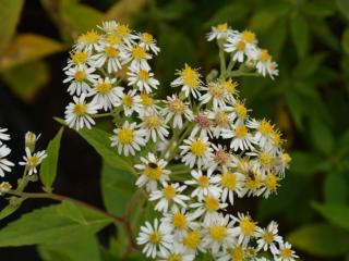 Aster glehnii 'Agleni'