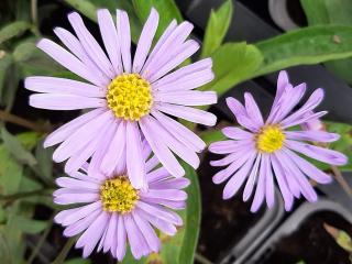 Aster hybride 'Barts Blue Beauty' PBR