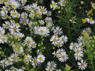 Aster hybride 'Monte Cassino'