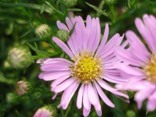 Aster hybride 'Pink Star'