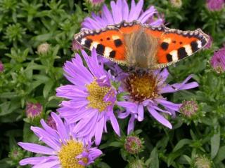 Aster hybride 'Wood's Light Blue'